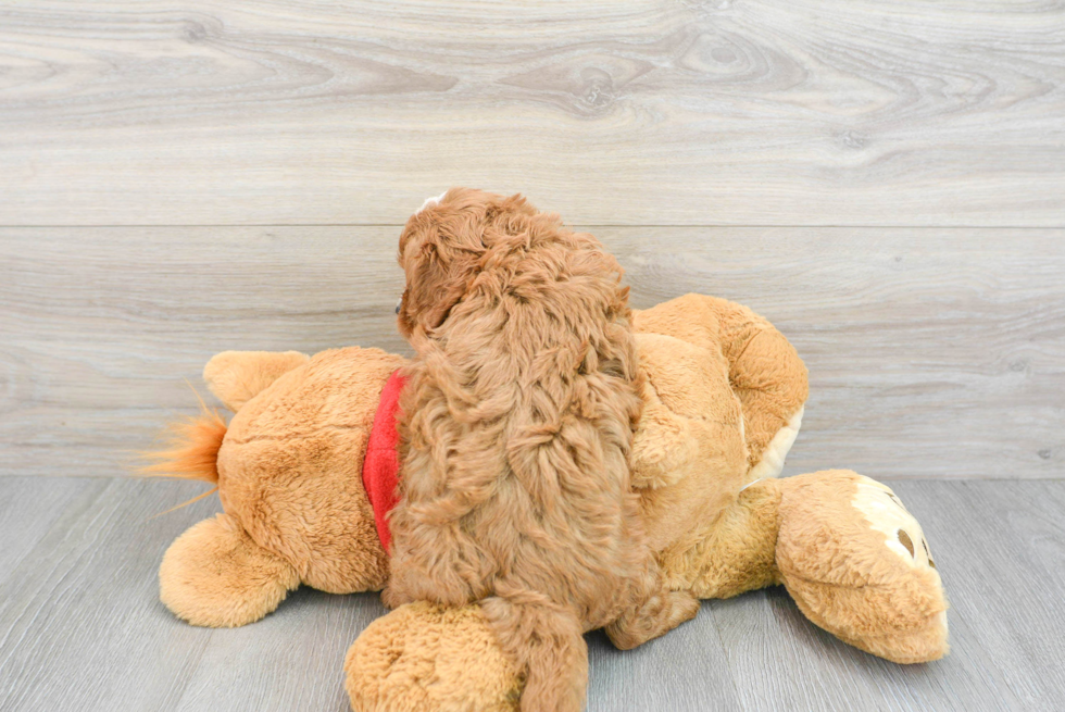 Little Cavoodle Poodle Mix Puppy