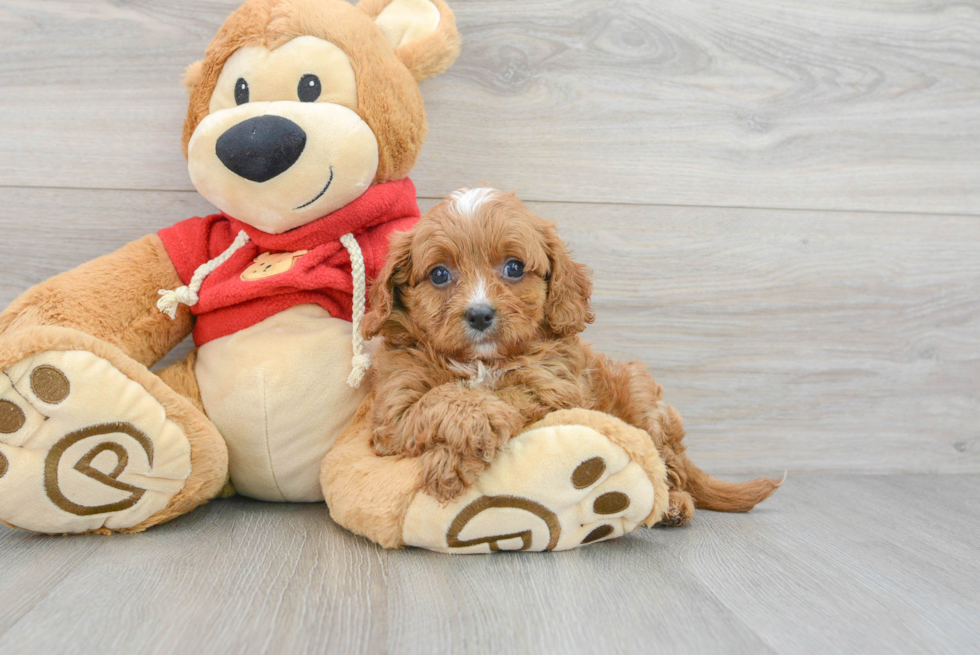 Cute Cavapoo Baby