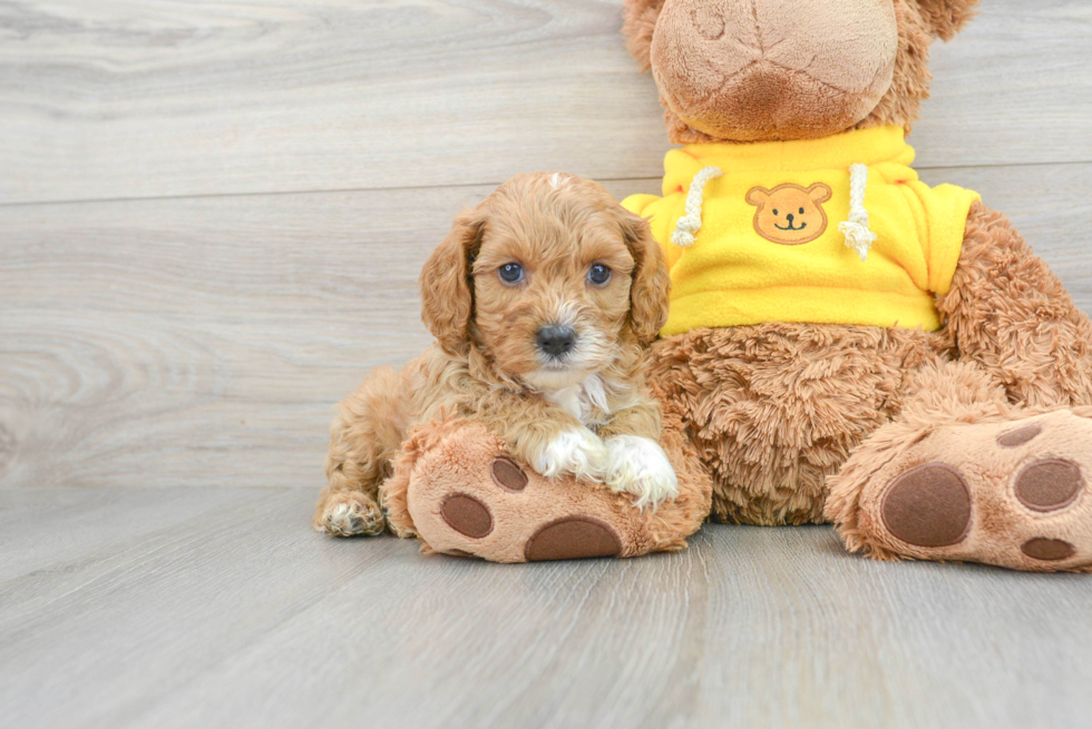 Smart Cavapoo Poodle Mix Pup