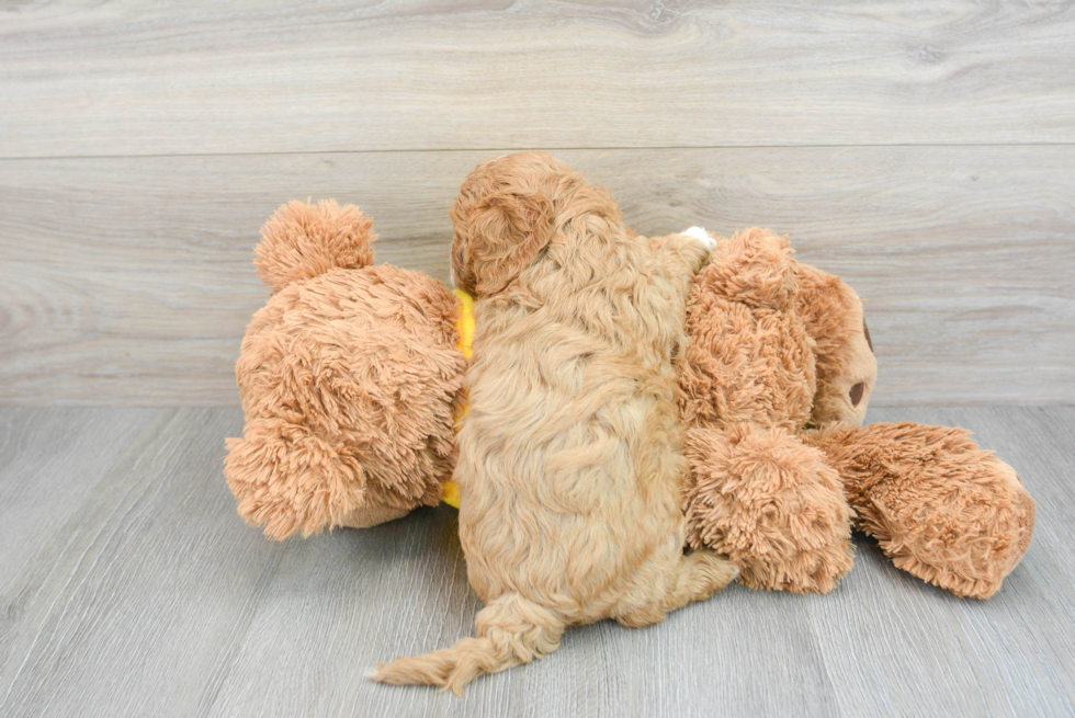 Adorable Cavoodle Poodle Mix Puppy