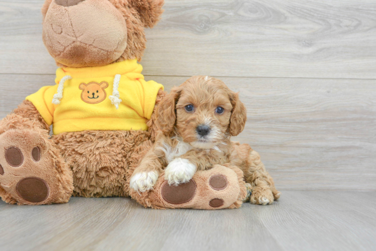 Hypoallergenic Cavoodle Poodle Mix Puppy