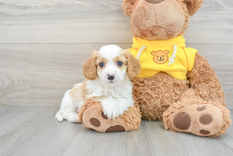 Playful Cavoodle Poodle Mix Puppy