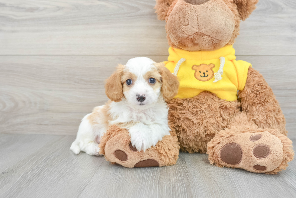 Playful Cavoodle Poodle Mix Puppy