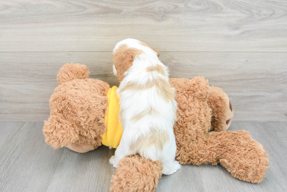 Fluffy Cavapoo Poodle Mix Pup