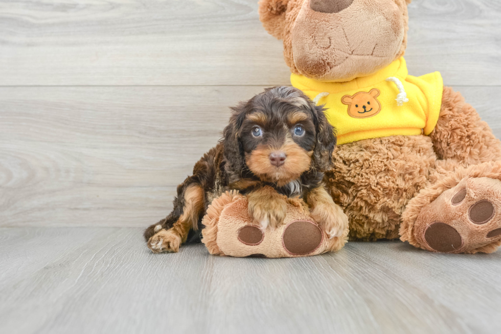 Energetic Cavoodle Poodle Mix Puppy