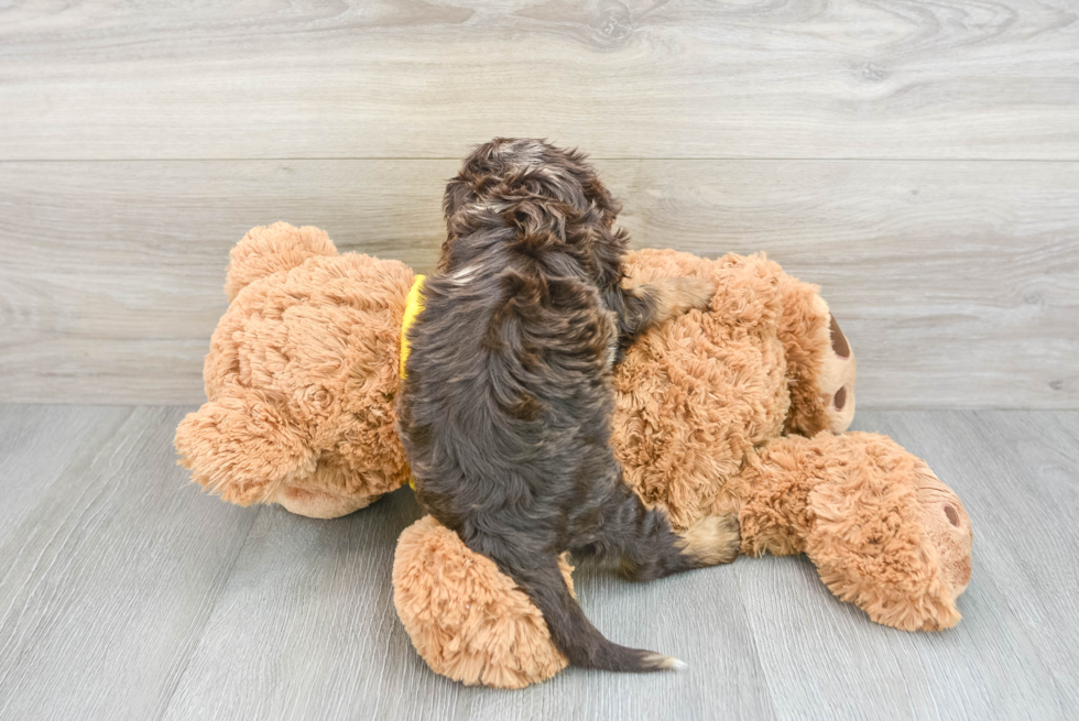 Cavapoo Pup Being Cute