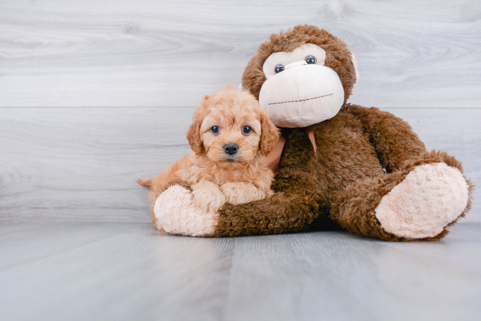 Petite Cavapoo Poodle Mix Pup