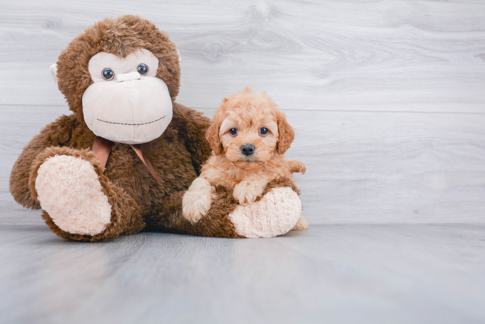 Little Cavoodle Poodle Mix Puppy