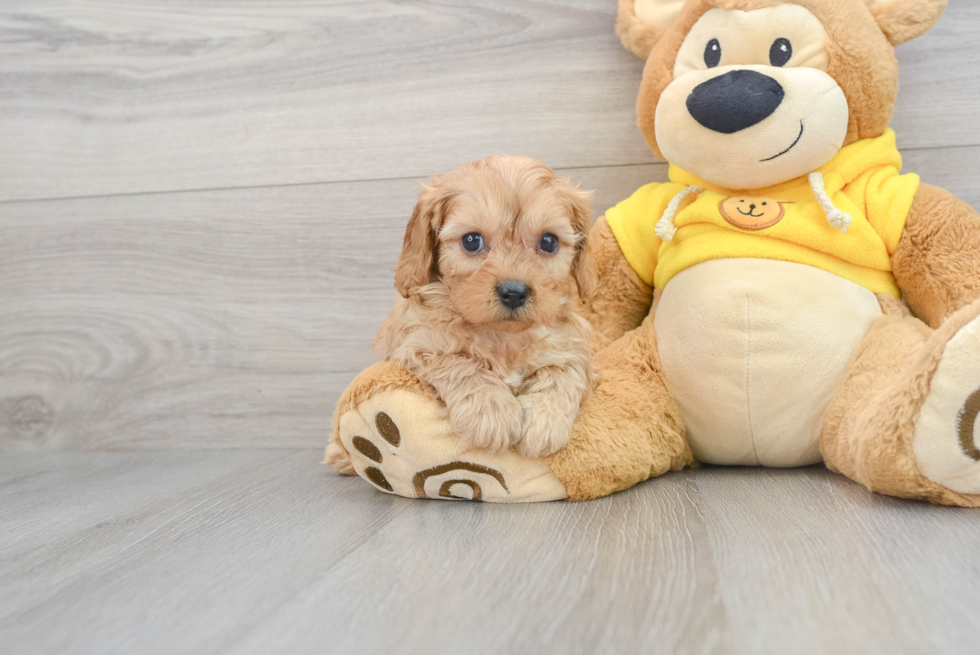 Cavapoo Pup Being Cute