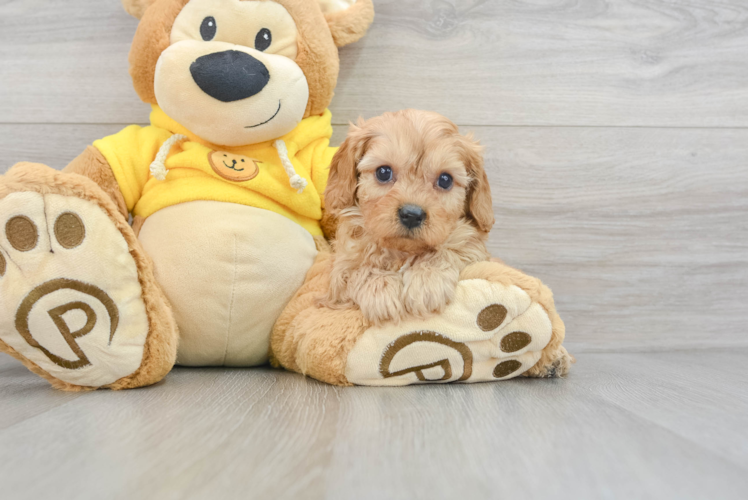 Best Cavapoo Baby