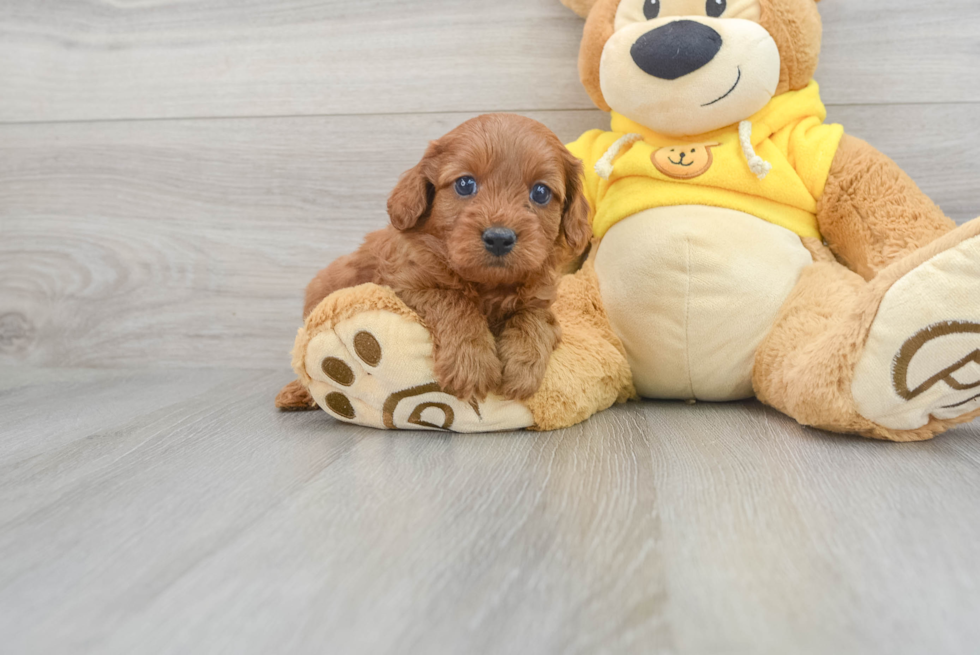 Popular Cavapoo Poodle Mix Pup