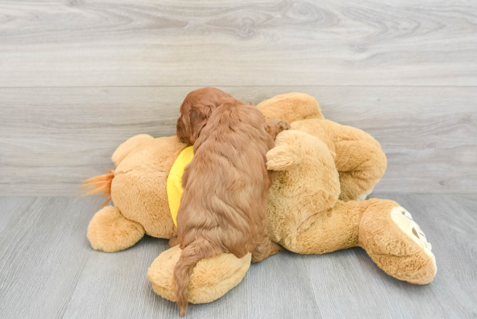 Funny Cavapoo Poodle Mix Pup