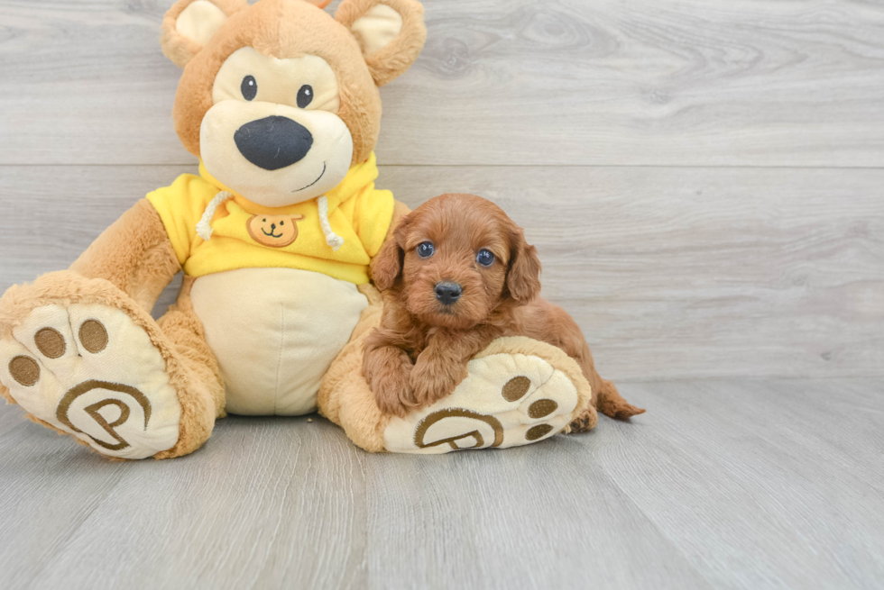 Energetic Cavoodle Poodle Mix Puppy