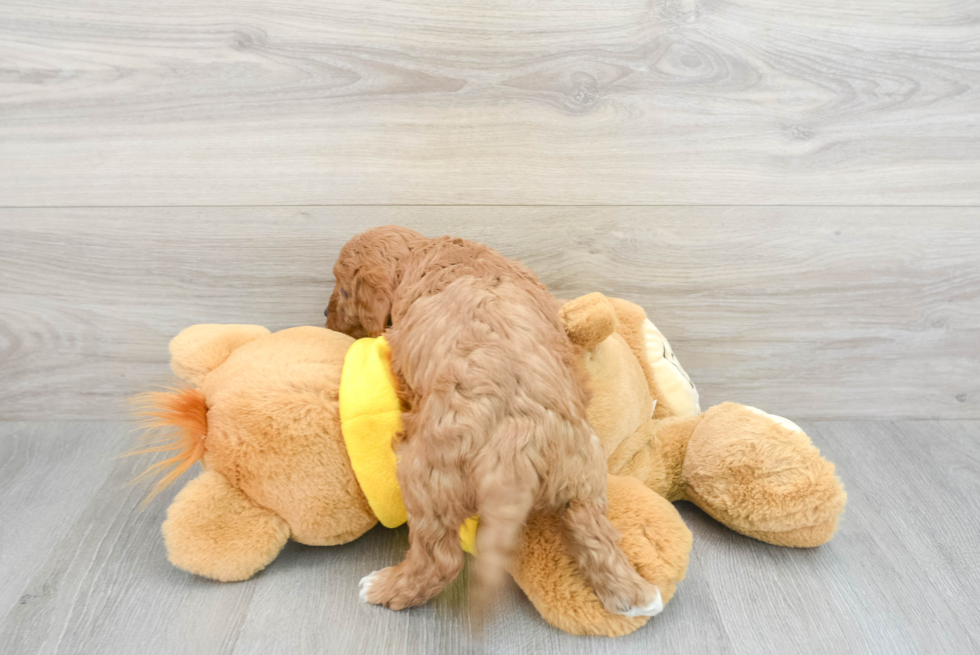 Friendly Cavapoo Baby