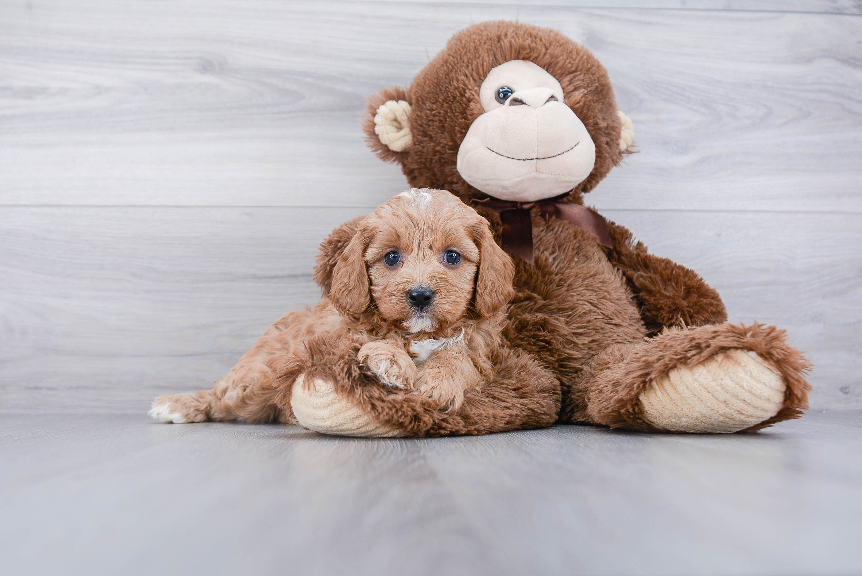 Best Cavapoo Baby