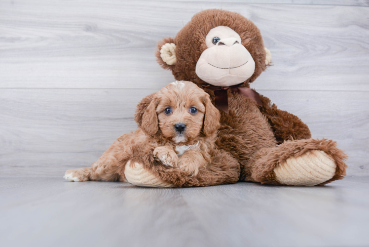 Best Cavapoo Baby