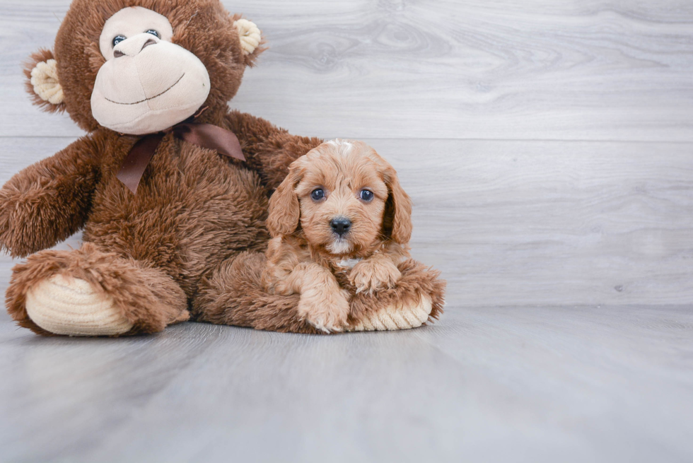 Fluffy Cavapoo Poodle Mix Pup