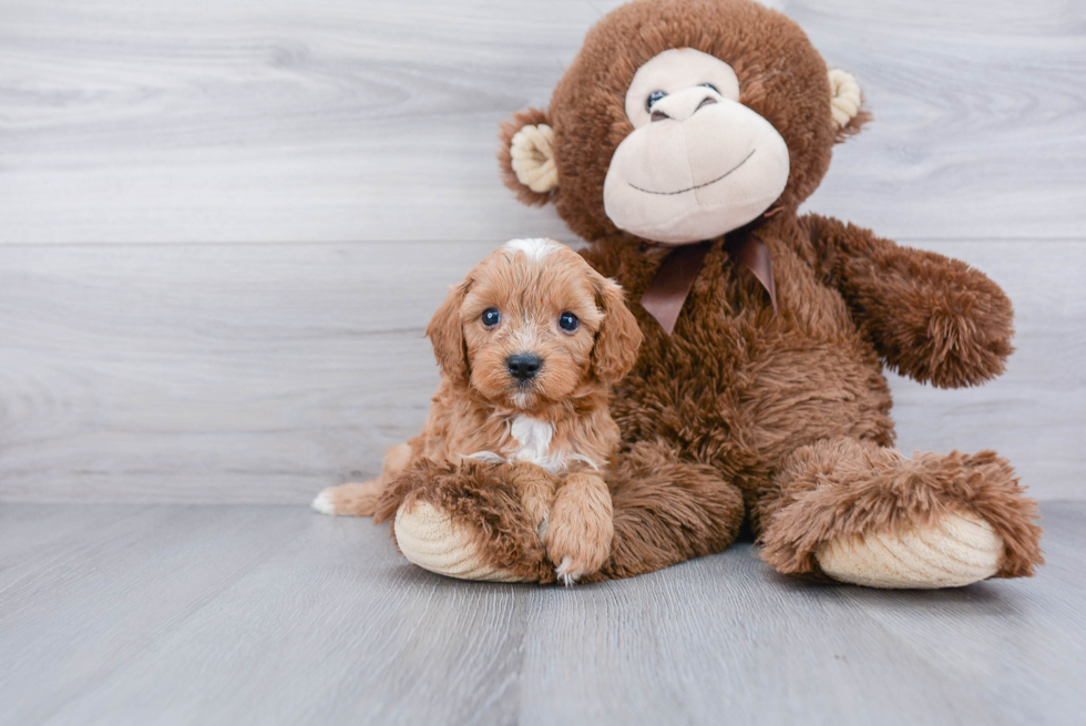 Cavapoo Pup Being Cute