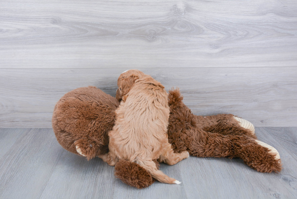 Fluffy Cavapoo Poodle Mix Pup