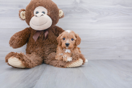 Best Cavapoo Baby