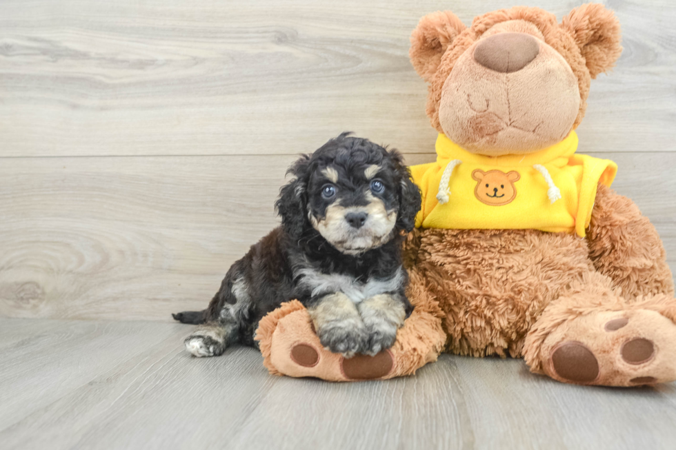 Best Cavapoo Baby