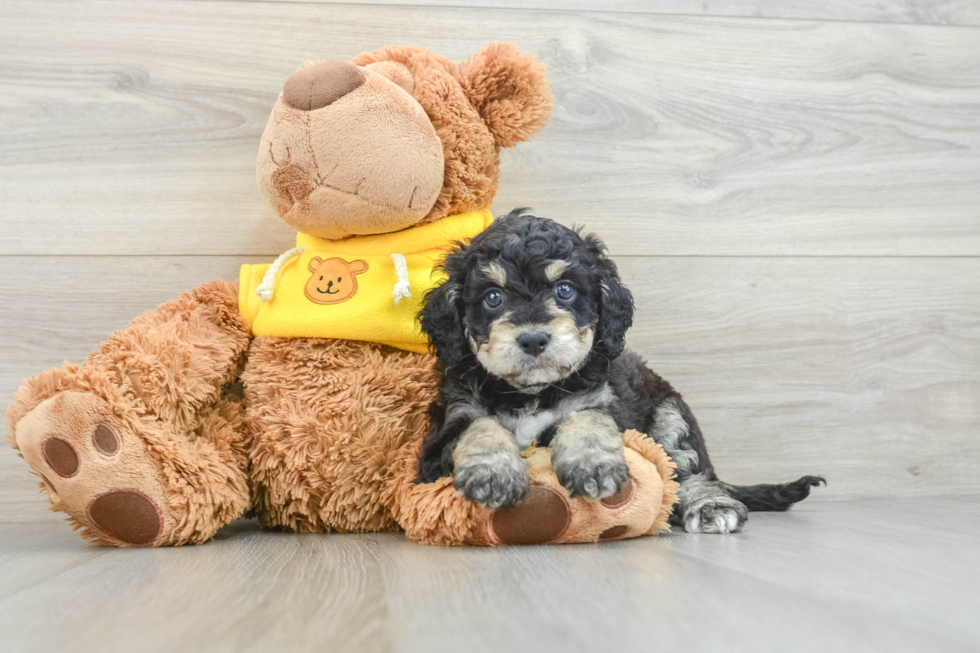 Cavapoo Puppy for Adoption