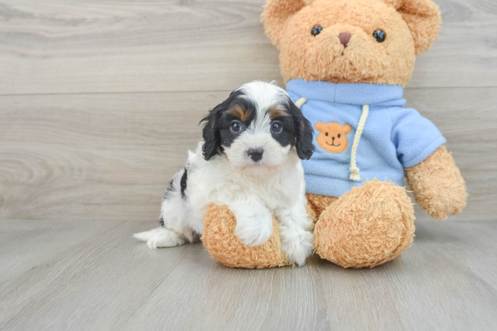 Best Cavapoo Baby