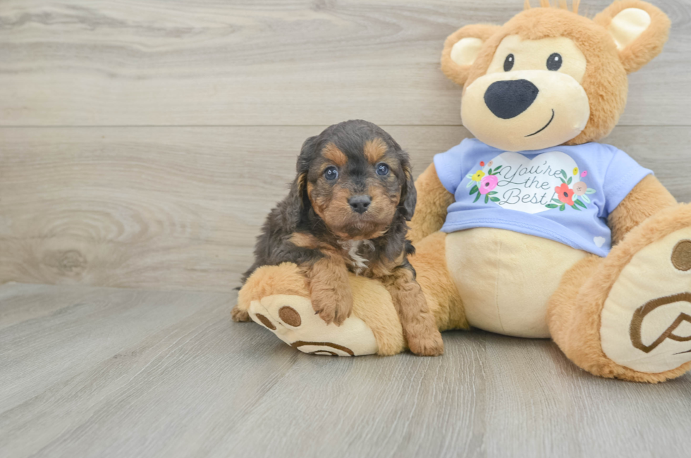 5 week old Cavapoo Puppy For Sale - Premier Pups