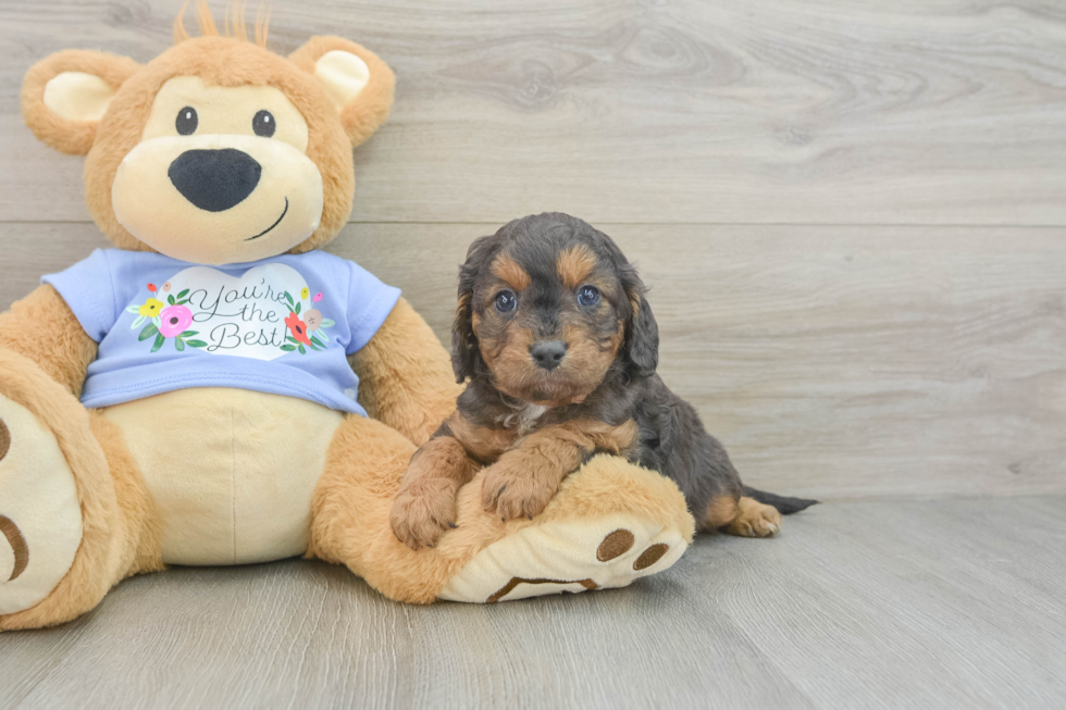 Cavapoo Pup Being Cute