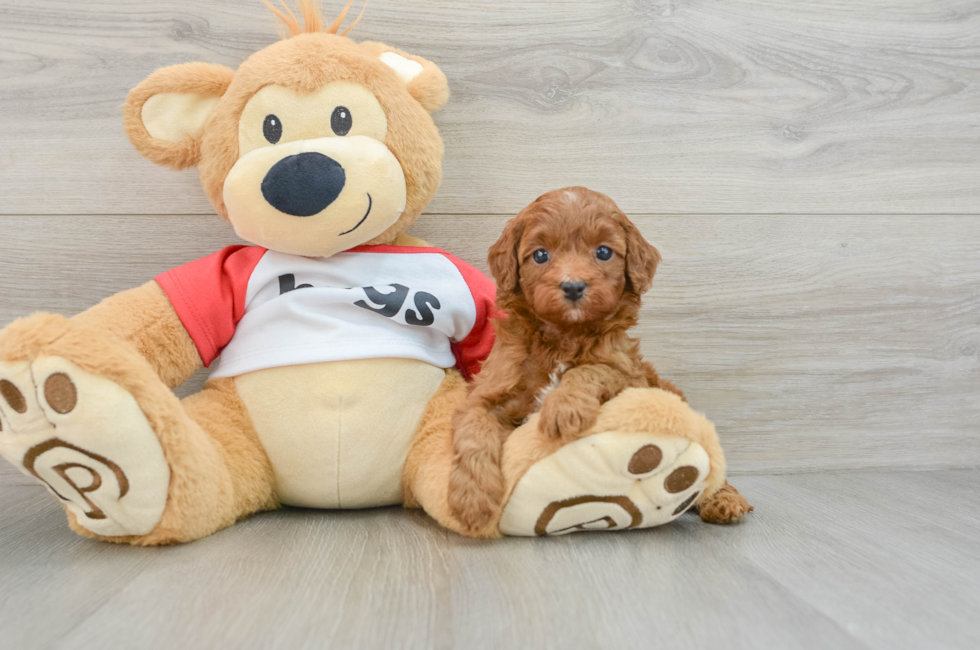 5 week old Cavapoo Puppy For Sale - Premier Pups