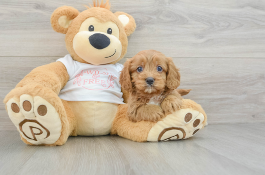 Cavapoo Pup Being Cute