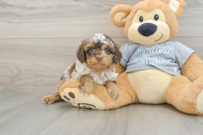 Meet Winston - our Cavapoo Puppy Photo 1/3 - Premier Pups