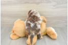 Cute Cavapoo Baby