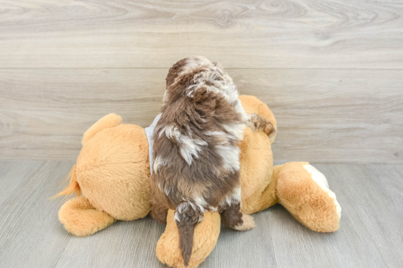 Meet Winston - our Cavapoo Puppy Photo 2/3 - Premier Pups