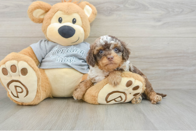 Cavapoo Pup Being Cute
