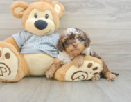 8 week old Cavapoo Puppy For Sale - Premier Pups