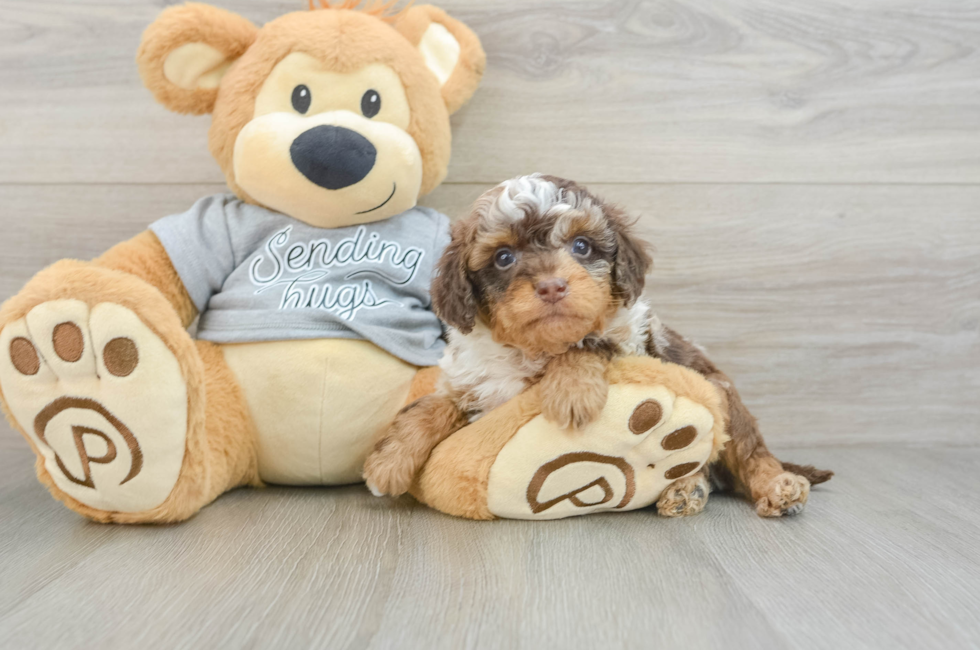 5 week old Cavapoo Puppy For Sale - Premier Pups