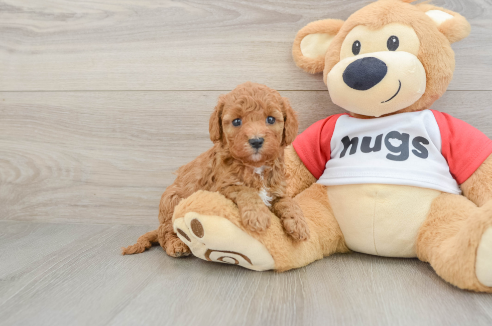 6 week old Cavapoo Puppy For Sale - Premier Pups