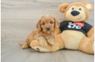 Sweet Cavapoo Baby