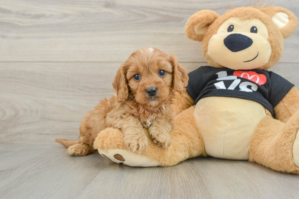 Sweet Cavapoo Baby
