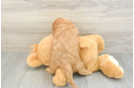 Cavapoo Pup Being Cute