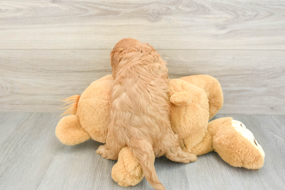 Cavapoo Pup Being Cute