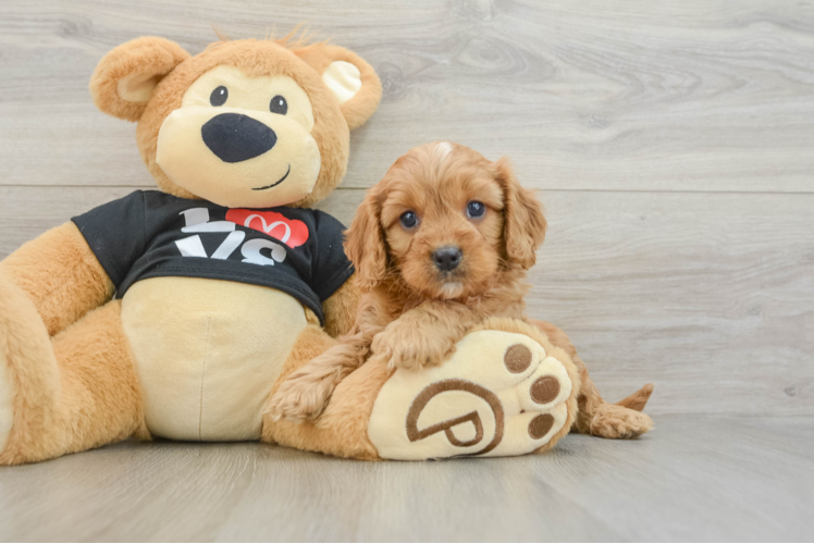 Cavapoo Puppy for Adoption