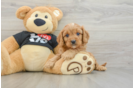 Cavapoo Puppy for Adoption