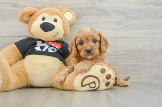 Cavapoo Puppy for Adoption