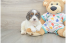 Best Cavapoo Baby