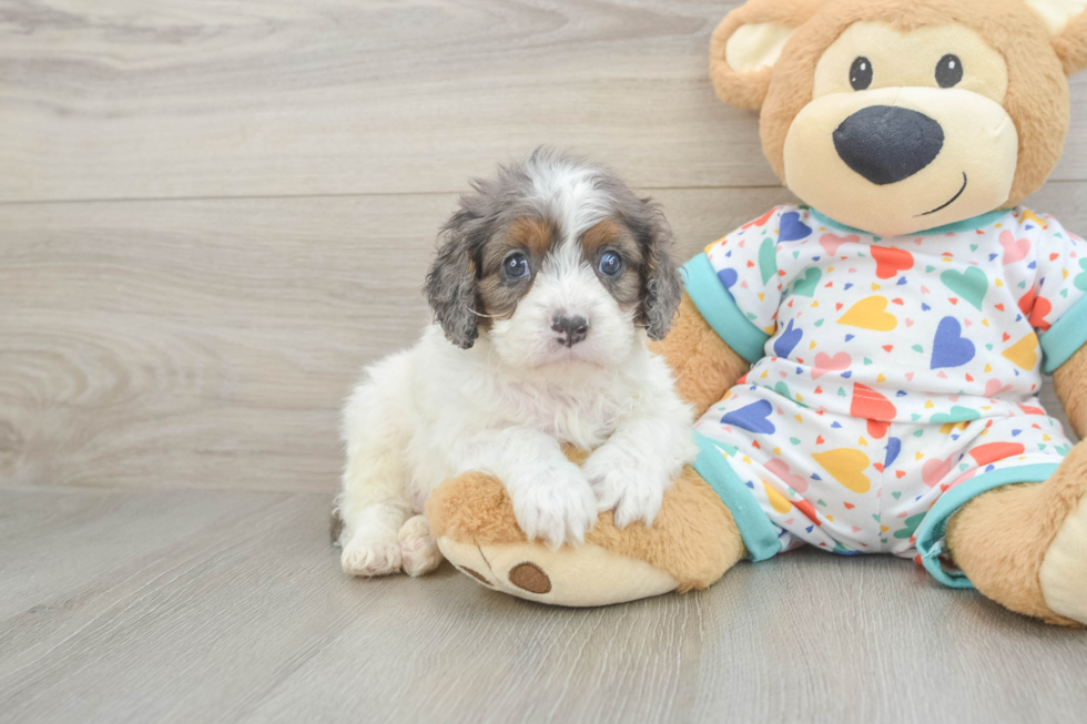 Best Cavapoo Baby
