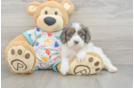 Cavapoo Pup Being Cute