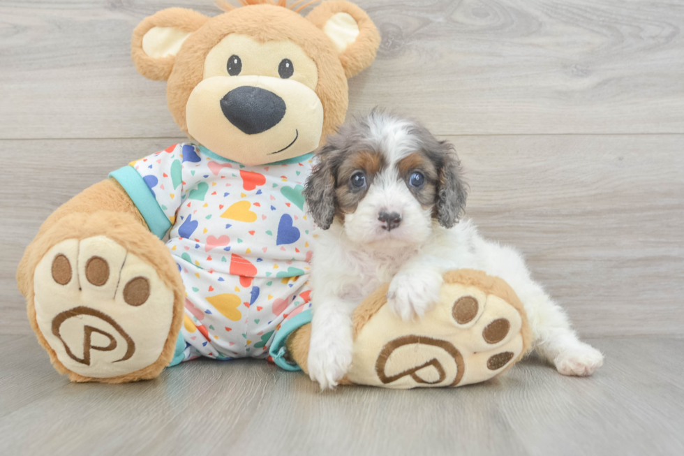 Cavapoo Pup Being Cute