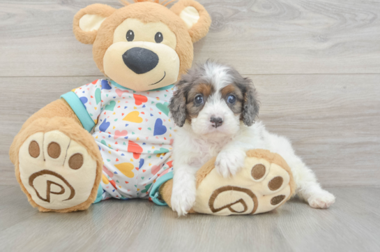 Cavapoo Pup Being Cute